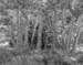 Sycamores, Hidden Springs Canyon